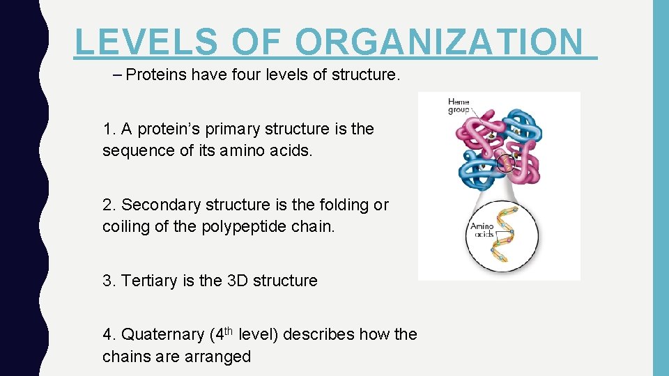 LEVELS OF ORGANIZATION – Proteins have four levels of structure. 1. A protein’s primary