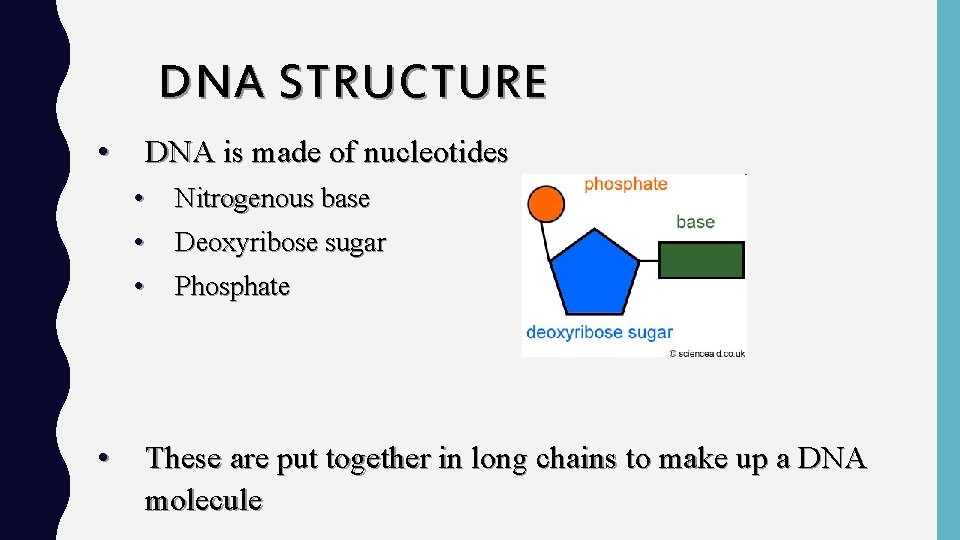 DNA STRUCTURE • • DNA is made of nucleotides • Nitrogenous base • Deoxyribose