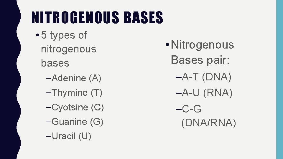 NITROGENOUS BASES • 5 types of nitrogenous bases –Adenine (A) –Thymine (T) –Cyotsine (C)