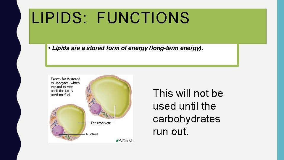 LIPIDS: FUNCTIONS • Lipids are a stored form of energy (long-term energy). This will