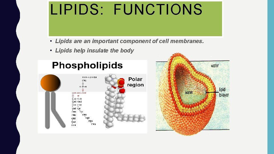LIPIDS: FUNCTIONS • Lipids are an important component of cell membranes. • Lipids help