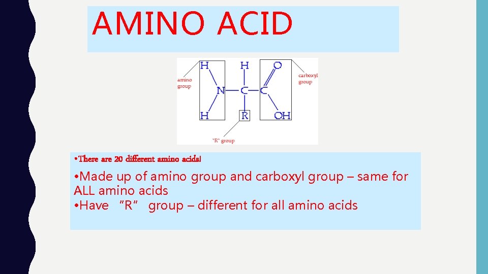 AMINO ACID • There are 20 different amino acids! • Made up of amino