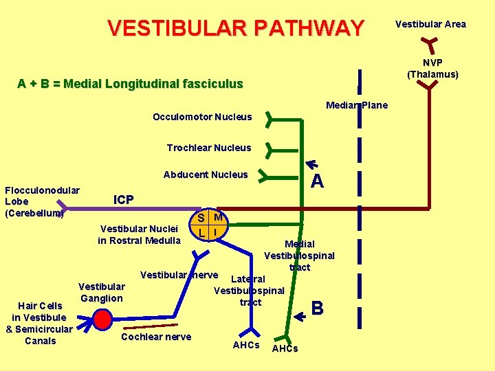 VESTIBULAR PATHWAY NVP (Thalamus) A + B = Medial Longitudinal fasciculus Median Plane Occulomotor