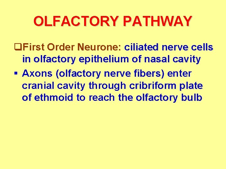 OLFACTORY PATHWAY q. First Order Neurone: ciliated nerve cells in olfactory epithelium of nasal