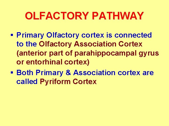OLFACTORY PATHWAY § Primary Olfactory cortex is connected to the Olfactory Association Cortex (anterior
