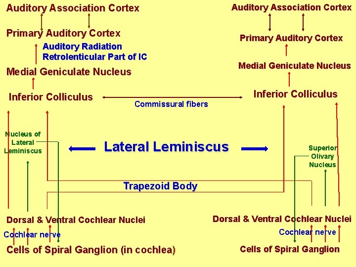 Auditory Association Cortex Primary Auditory Cortex Auditory Radiation Retrolenticular Part of IC Medial Geniculate