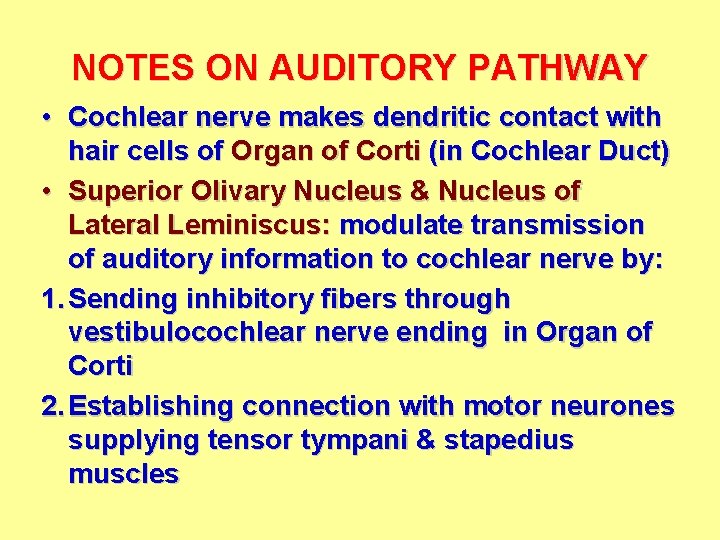 NOTES ON AUDITORY PATHWAY • Cochlear nerve makes dendritic contact with hair cells of