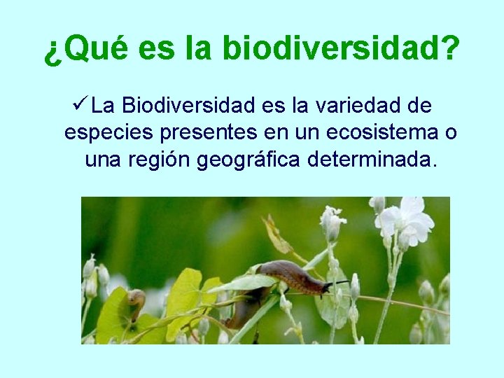 ¿Qué es la biodiversidad? ü La Biodiversidad es la variedad de especies presentes en