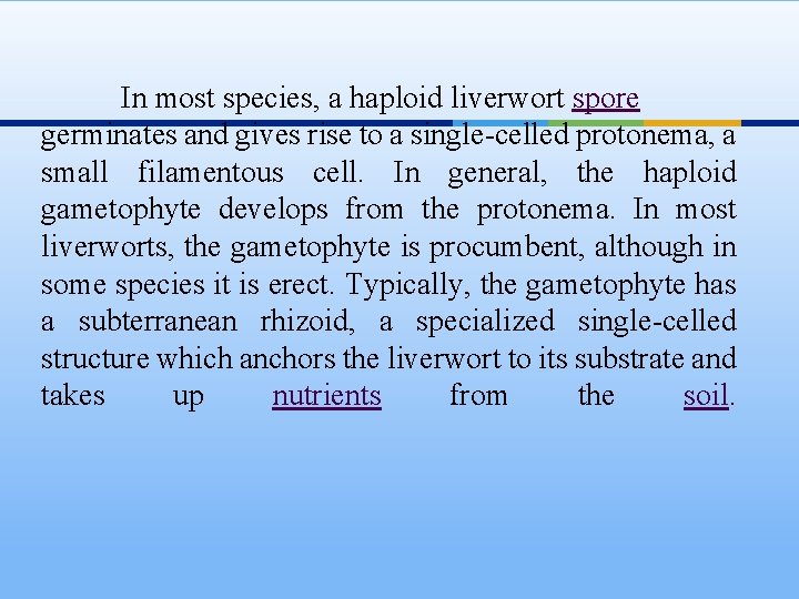 In most species, a haploid liverwort spore germinates and gives rise to a single-celled