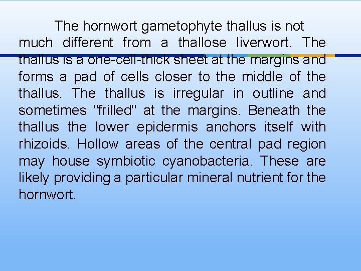 The hornwort gametophyte thallus is not much different from a thallose liverwort. The thallus