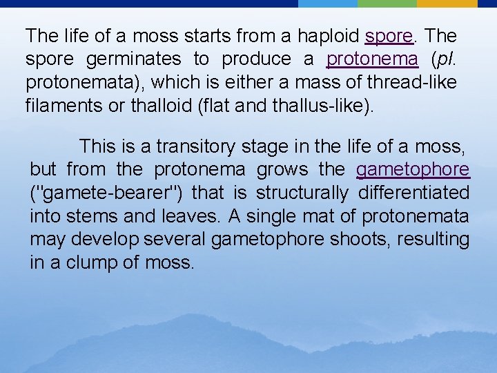 The life of a moss starts from a haploid spore. The spore germinates to