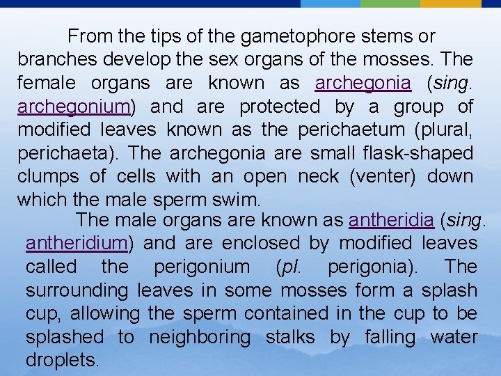 From the tips of the gametophore stems or branches develop the sex organs of