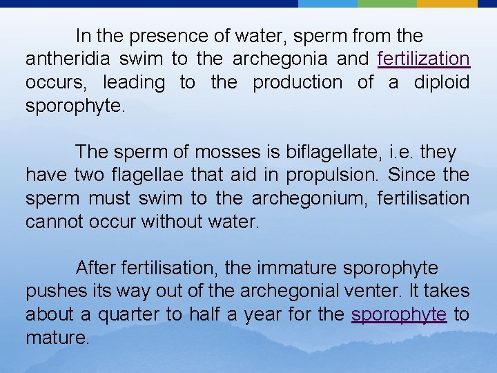 In the presence of water, sperm from the antheridia swim to the archegonia and