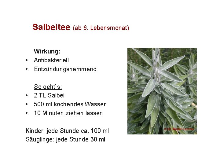 Salbeitee (ab 6. Lebensmonat) Wirkung: • Antibakteriell • Entzündungshemmend So geht`s: • 2 TL