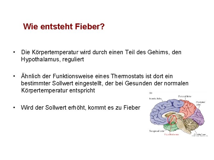 Wie entsteht Fieber? • Die Körpertemperatur wird durch einen Teil des Gehirns, den Hypothalamus,
