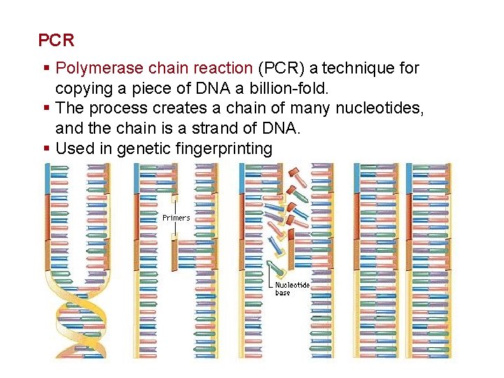 Genetics and Biotechnology PCR § Polymerase chain reaction (PCR) a technique for copying a