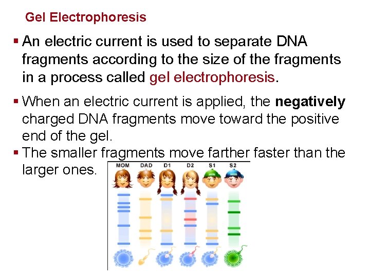 Genetics and Biotechnology Gel Electrophoresis § An electric current is used to separate DNA