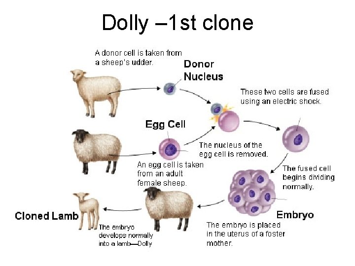 Dolly – 1 st clone 