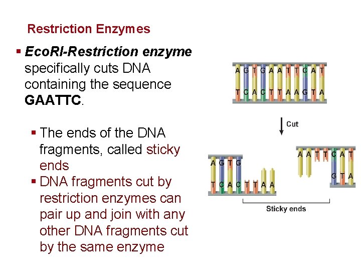 Genetics and Biotechnology Restriction Enzymes § Eco. RI-Restriction enzyme specifically cuts DNA containing the