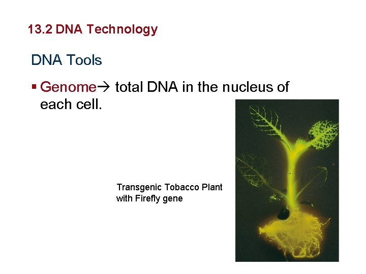 Genetics and Biotechnology 13. 2 DNA Technology DNA Tools § Genome total DNA in