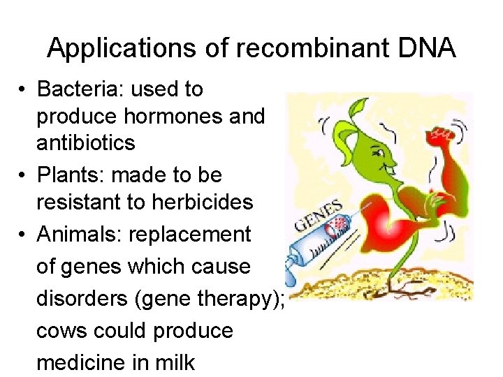 Applications of recombinant DNA • Bacteria: used to produce hormones and antibiotics • Plants: