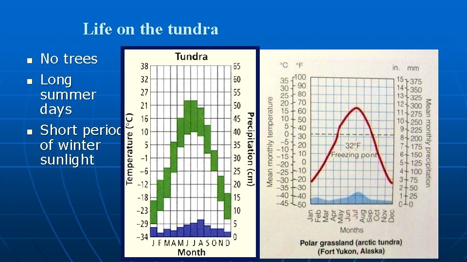 Life on the tundra n n n No trees Long summer days Short periods