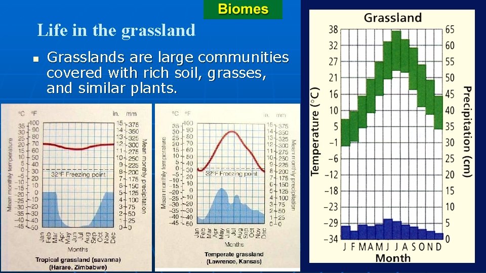 Life in the grassland n Grasslands are large communities covered with rich soil, grasses,