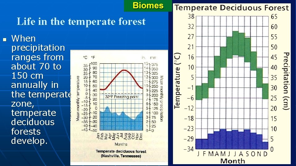Life in the temperate forest n When precipitation ranges from about 70 to 150