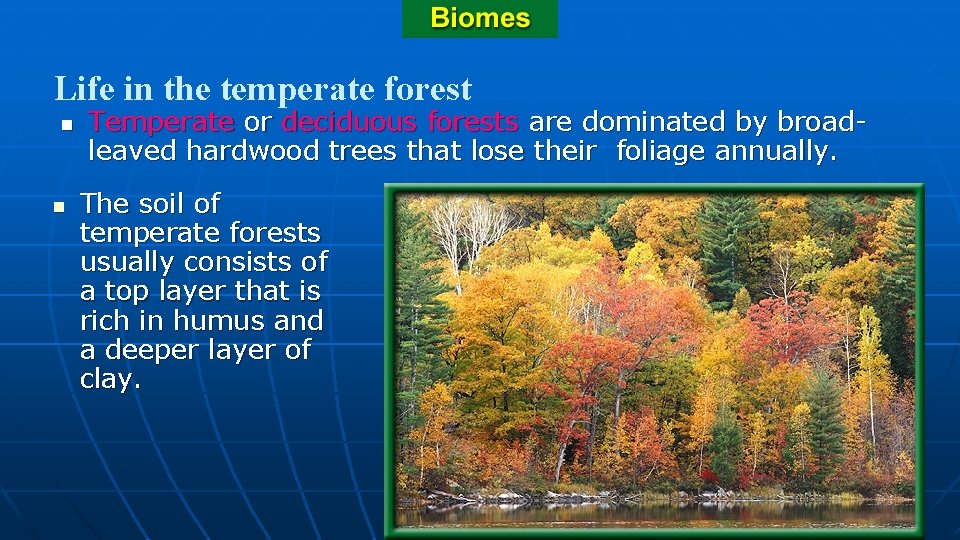 Life in the temperate forest n n Temperate or deciduous forests are dominated by