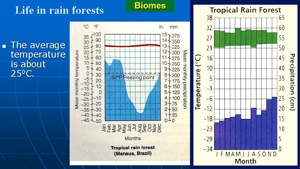 Life in rain forests n The average temperature is about 250 C. 