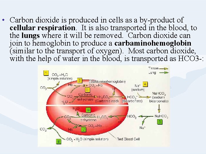  • Carbon dioxide is produced in cells as a by-product of cellular respiration.