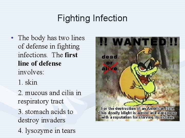 Fighting Infection • The body has two lines of defense in fighting infections. The