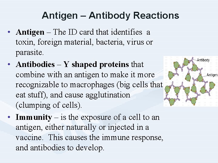 Antigen – Antibody Reactions • Antigen – The ID card that identifies a toxin,