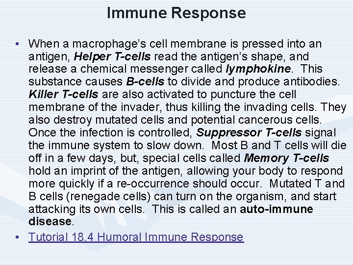 Immune Response • When a macrophage’s cell membrane is pressed into an antigen, Helper