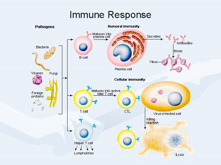 Immune Response 