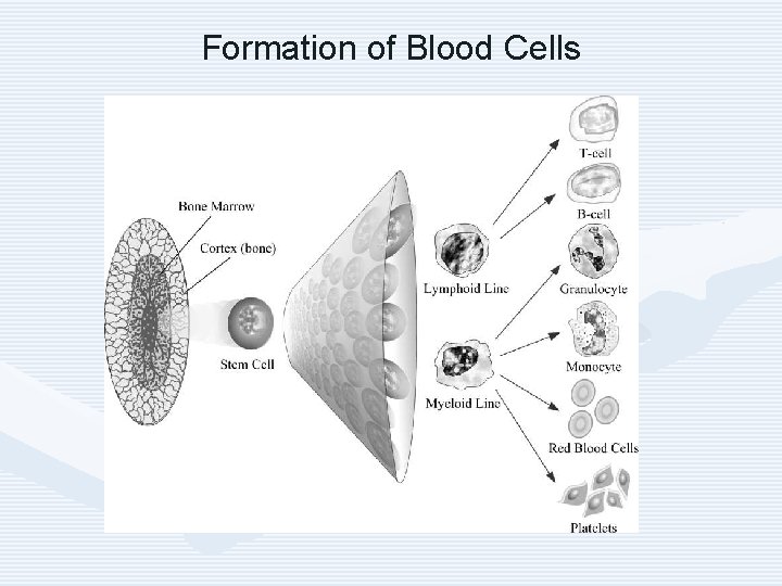 Formation of Blood Cells 