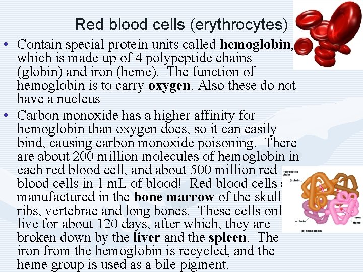 Red blood cells (erythrocytes) • Contain special protein units called hemoglobin, which is made