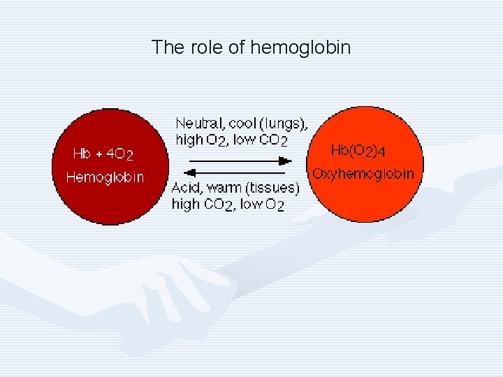 The role of hemoglobin 