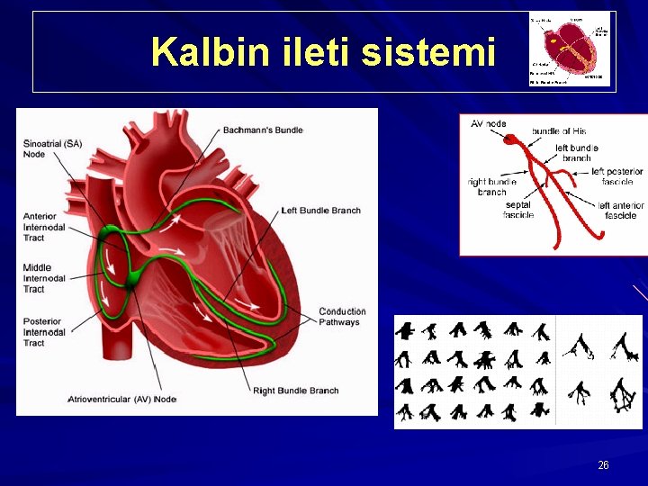 Kalbin ileti sistemi 26 