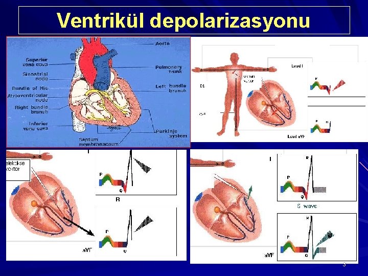 Ventrikül depolarizasyonu 3 