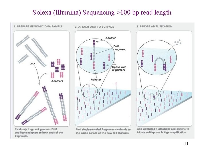 Solexa (Illumina) Sequencing >100 bp read length 11 
