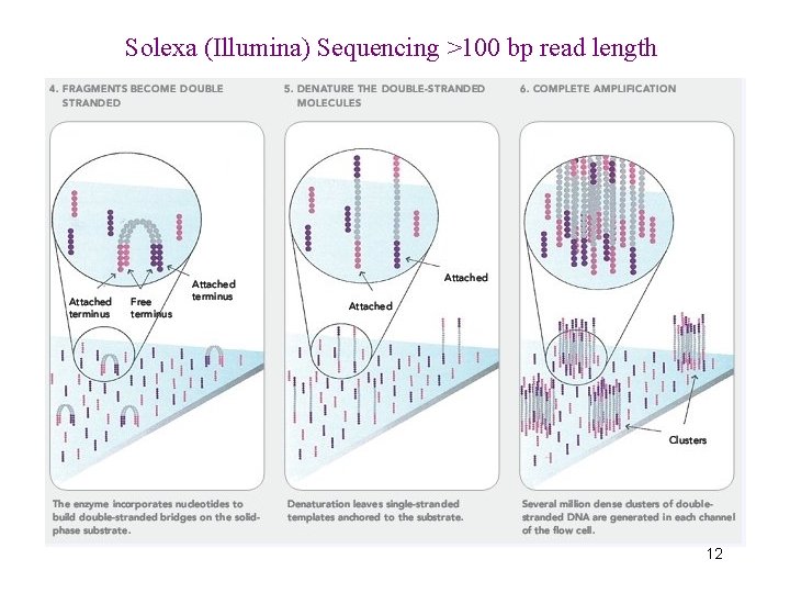 Solexa (Illumina) Sequencing >100 bp read length 12 