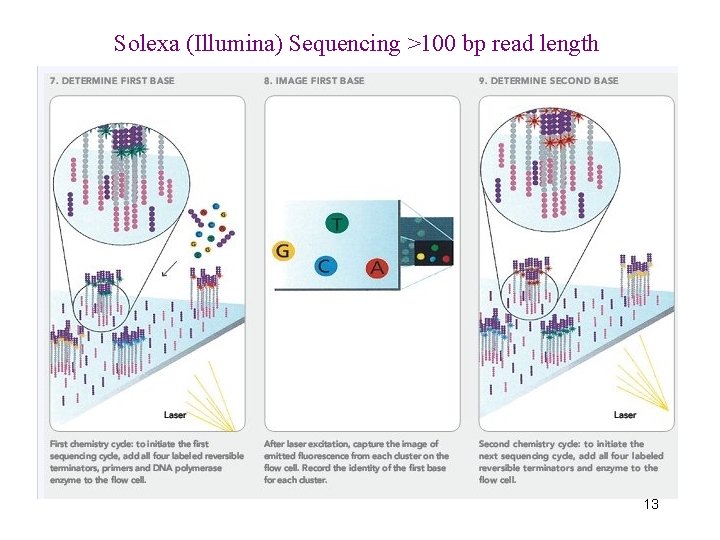 Solexa (Illumina) Sequencing >100 bp read length 13 