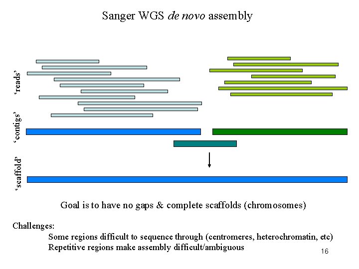 ‘scaffold’ ‘contigs’ ‘reads’ Sanger WGS de novo assembly Goal is to have no gaps