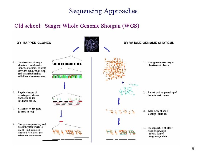 Sequencing Approaches Old school: Sanger Whole Genome Shotgun (WGS) 6 