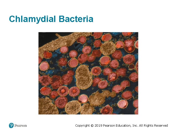 Chlamydial Bacteria Copyright © 2019 Pearson Education, Inc. All Rights Reserved 