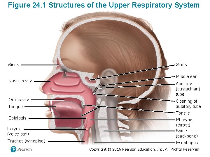 Figure 24. 1 Structures of the Upper Respiratory System Sinus Nasal cavity Oral cavity