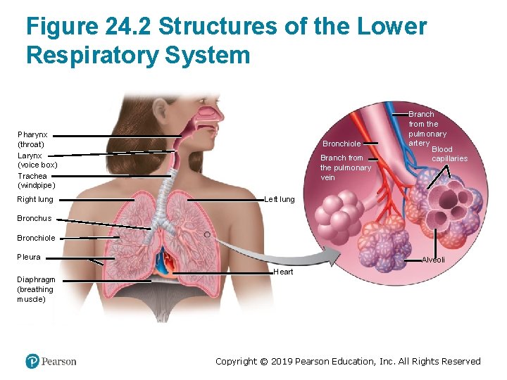 Figure 24. 2 Structures of the Lower Respiratory System Pharynx (throat) Larynx (voice box)