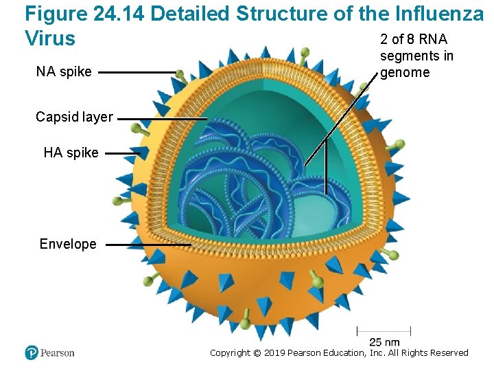 Figure 24. 14 Detailed Structure of the Influenza 2 of 8 RNA Virus NA
