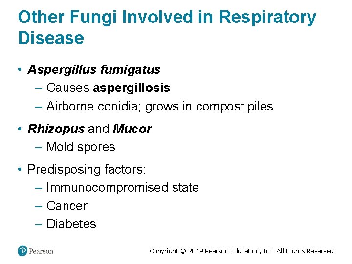 Other Fungi Involved in Respiratory Disease • Aspergillus fumigatus – Causes aspergillosis – Airborne